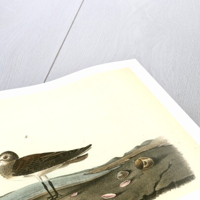 Schinz's Sandpiper by John James Audubon