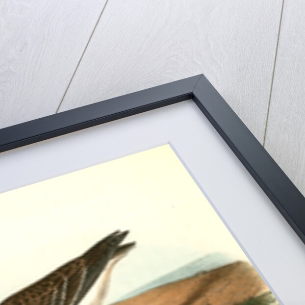 Semipalmated Sandpiper by John James Audubon