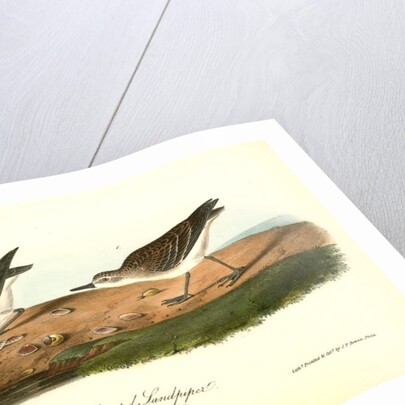 Semipalmated Sandpiper by John James Audubon