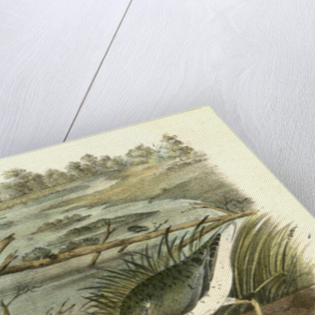 Spotted Sandpiper by John James Audubon