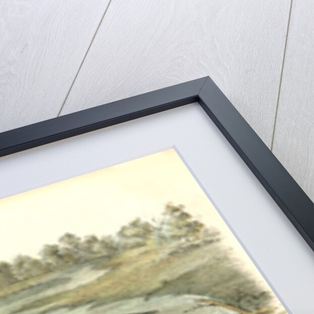 Spotted Sandpiper by John James Audubon