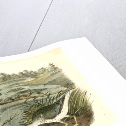 Spotted Sandpiper by John James Audubon
