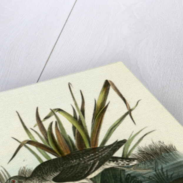 Solitary Sandpiper by John James Audubon