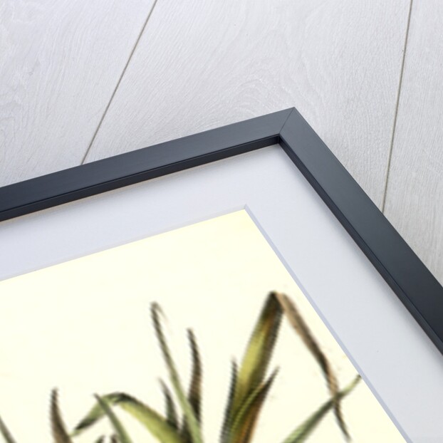 Solitary Sandpiper by John James Audubon