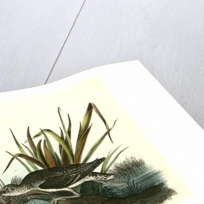 Solitary Sandpiper by John James Audubon