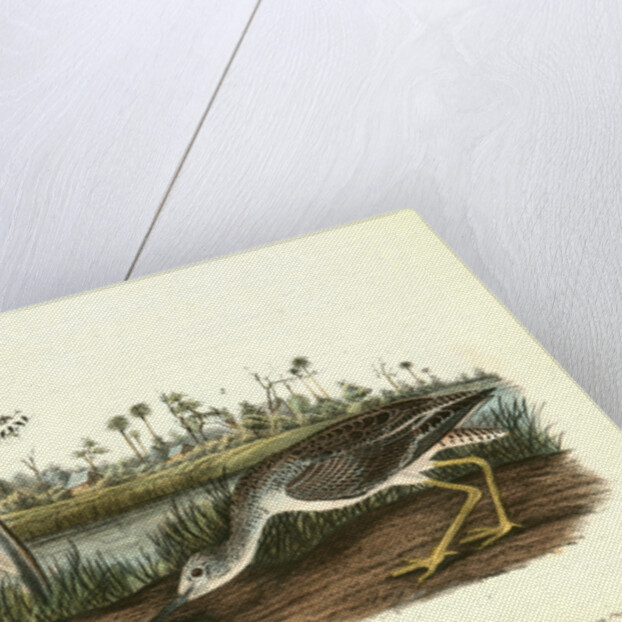 Tell-tale Goswit or Snipe by John James Audubon