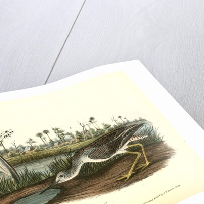 Tell-tale Goswit or Snipe by John James Audubon