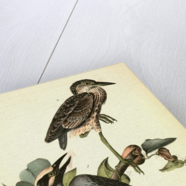 Yellow-crowned Night Heron, or Qua Bird by John James Audubon