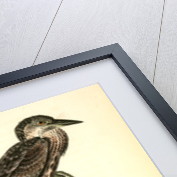 Yellow-crowned Night Heron, or Qua Bird by John James Audubon