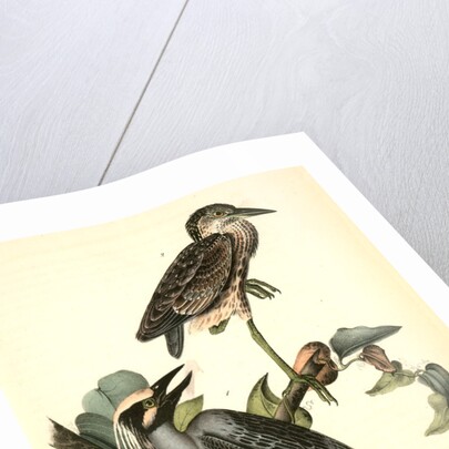 Yellow-crowned Night Heron, or Qua Bird by John James Audubon