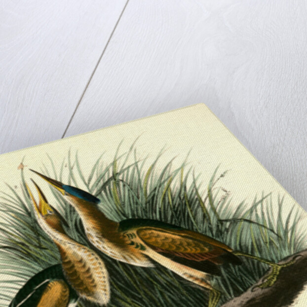 Least Bittern by John James Audubon