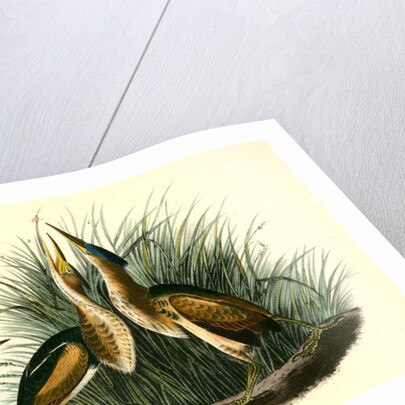 Least Bittern by John James Audubon