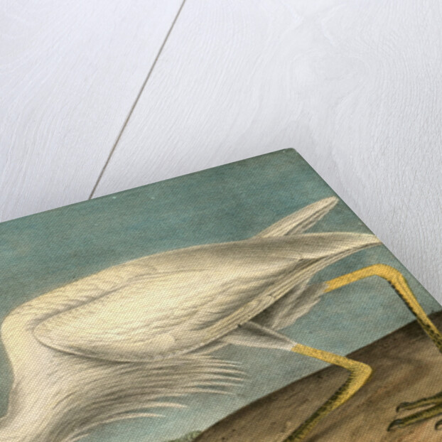 Great White Heron. Male adult, Spring Plumage by John James Audubon