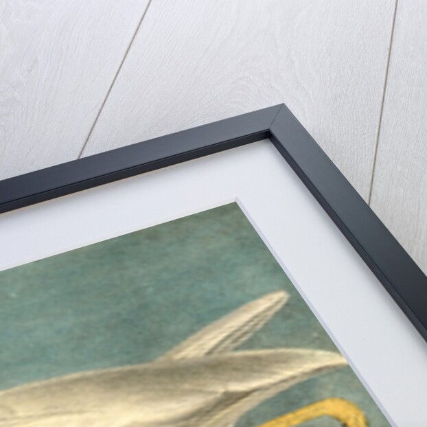 Great White Heron. Male adult, Spring Plumage by John James Audubon