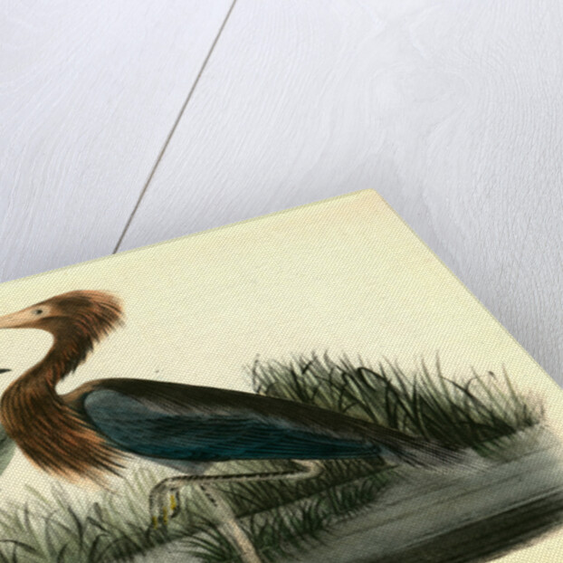 Reddish Egret by John James Audubon