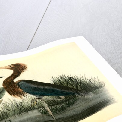 Reddish Egret by John James Audubon