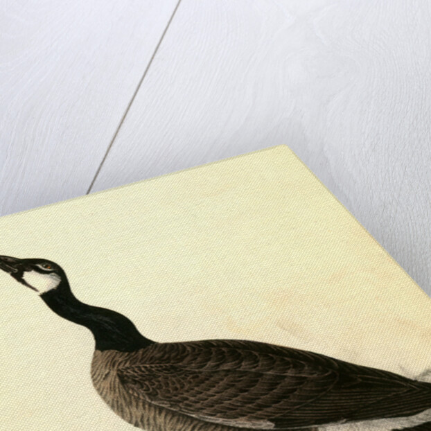 Hutchins's Goose. Adult Male by John James Audubon