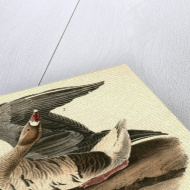 White-fronted Goose by John James Audubon