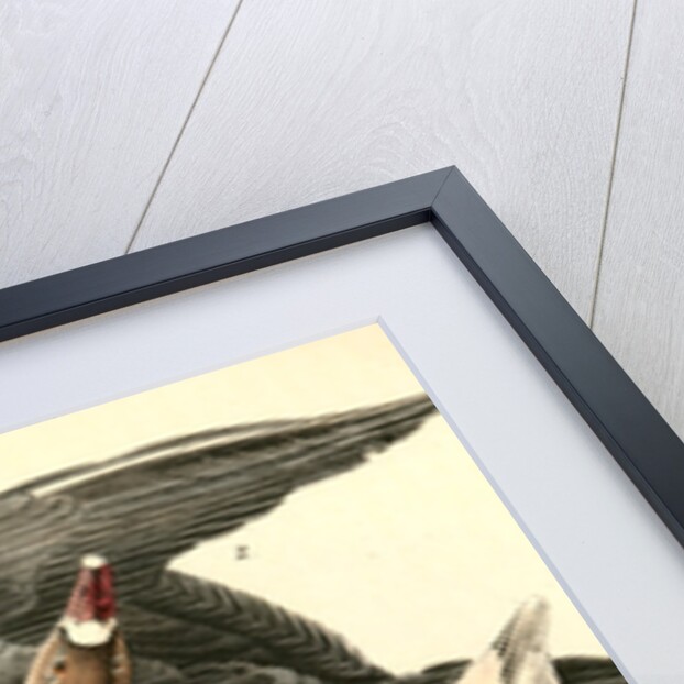 White-fronted Goose by John James Audubon