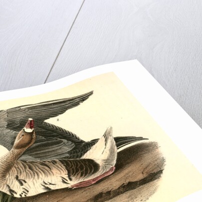White-fronted Goose by John James Audubon