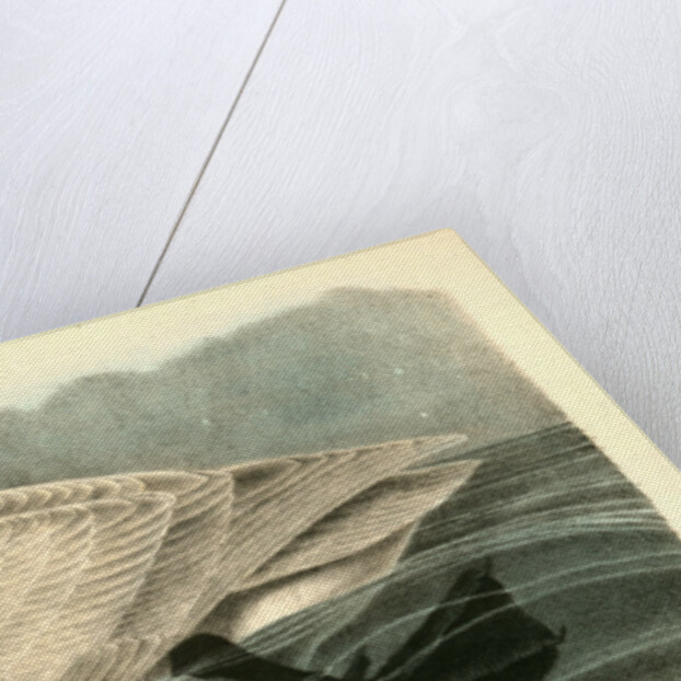 Trumpeter Swan. Adult by John James Audubon