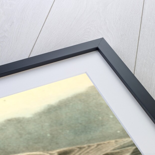 Trumpeter Swan. Adult by John James Audubon