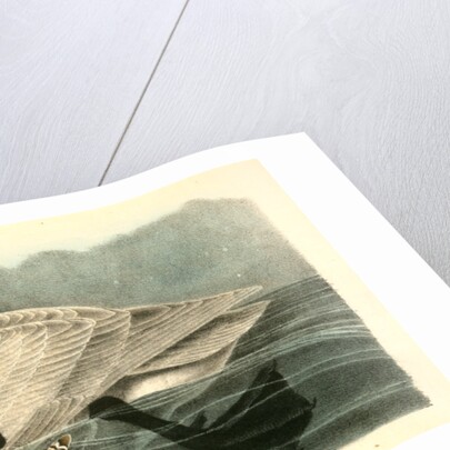 Trumpeter Swan. Adult by John James Audubon