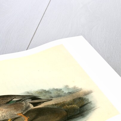 Brewer's Duck. Male by John James Audubon
