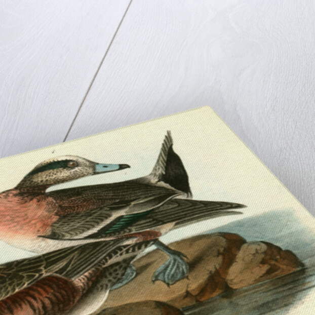 American Widgeon by John James Audubon