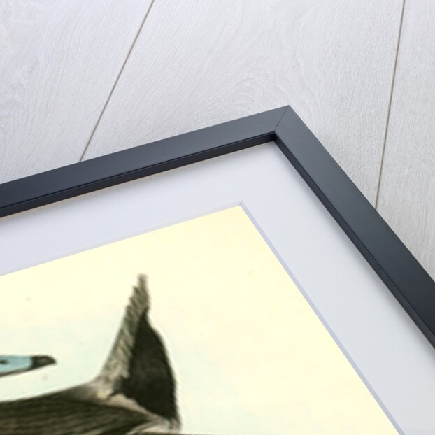 American Widgeon by John James Audubon