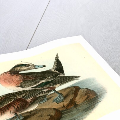 American Widgeon by John James Audubon