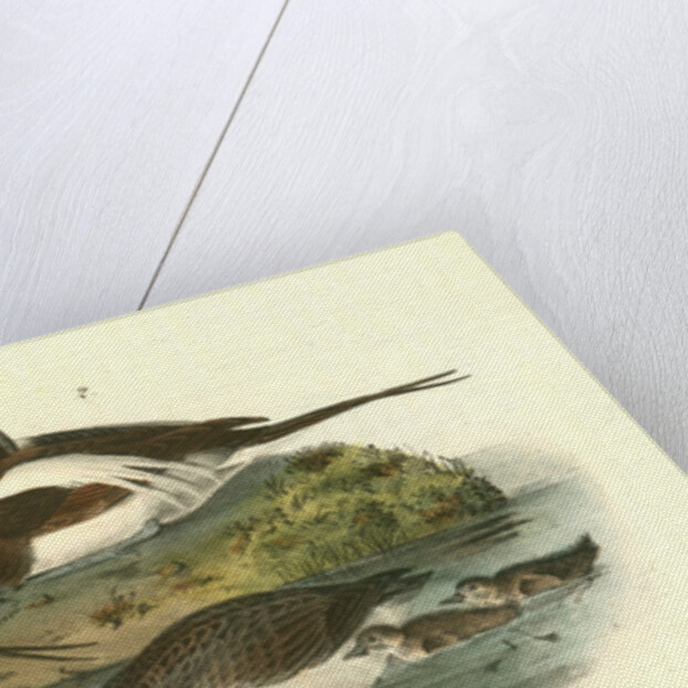 Long-tailed Duck by John James Audubon