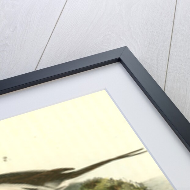 Long-tailed Duck by John James Audubon