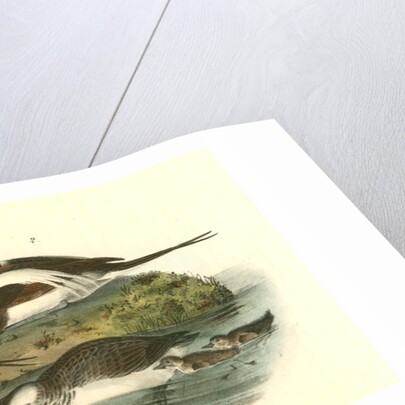 Long-tailed Duck by John James Audubon