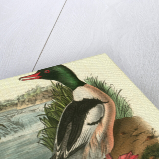 Buff-breasted Merganter [Merganser]. - Goosander by John James Audubon