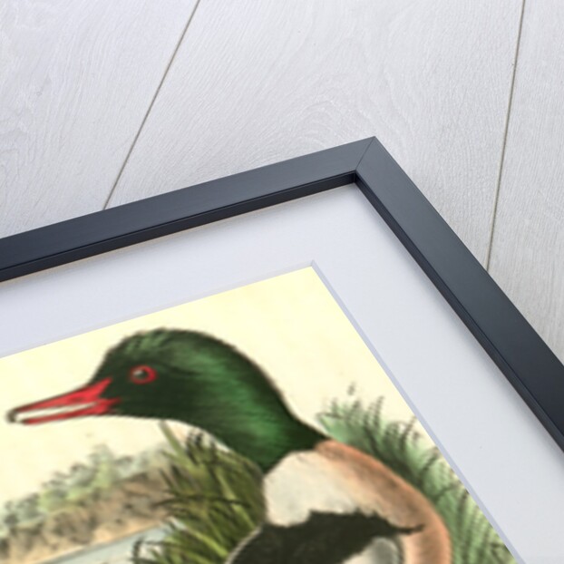 Buff-breasted Merganter [Merganser]. - Goosander by John James Audubon