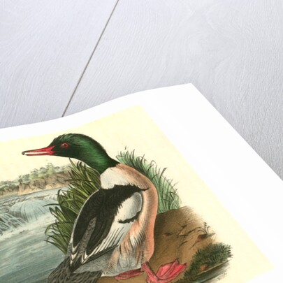 Buff-breasted Merganter [Merganser]. - Goosander by John James Audubon