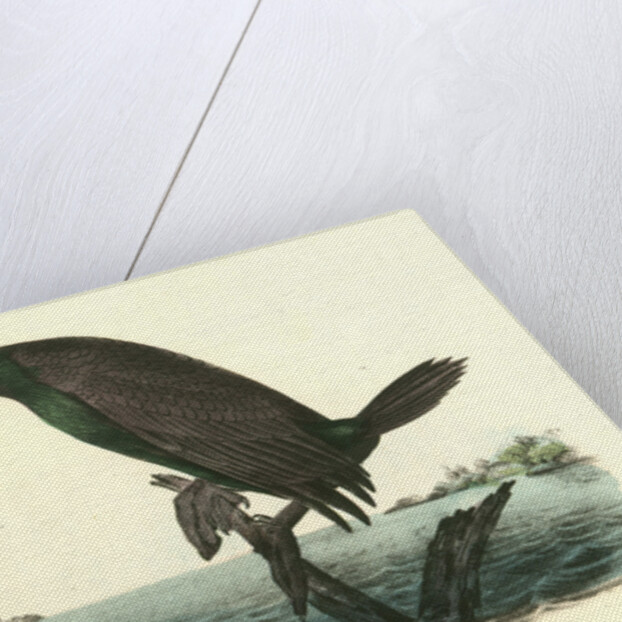 Florida Cormorant. Male by John James Audubon