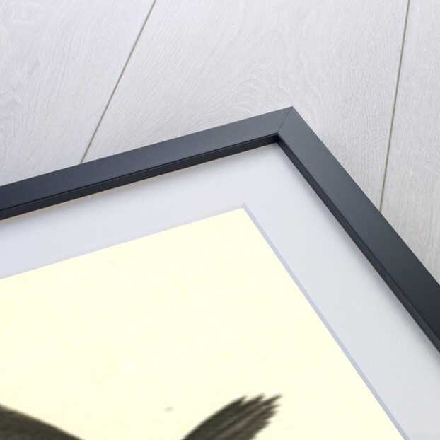 Florida Cormorant. Male by John James Audubon