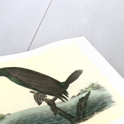 Florida Cormorant. Male by John James Audubon