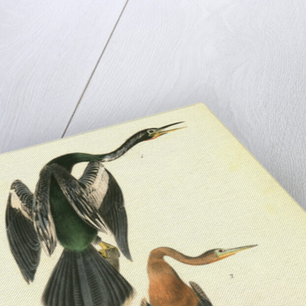 American Anhinga Snake Bird by John James Audubon