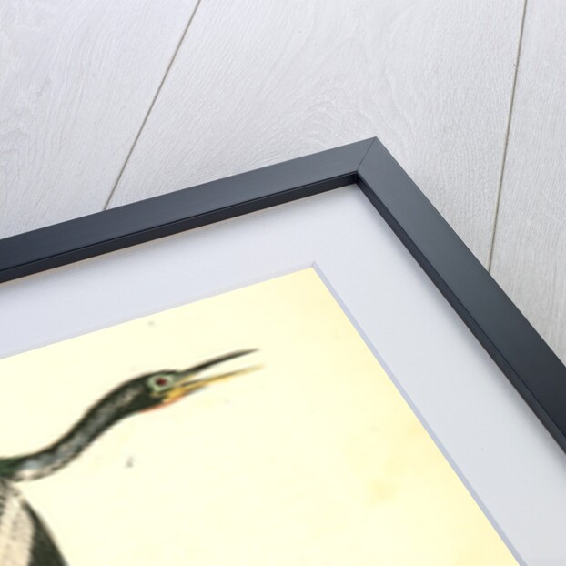 American Anhinga Snake Bird by John James Audubon