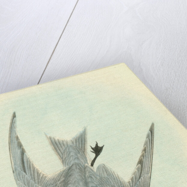 Gull-billed Tern. Marsh Tern. Male by John James Audubon