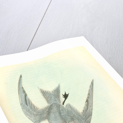 Gull-billed Tern. Marsh Tern. Male by John James Audubon