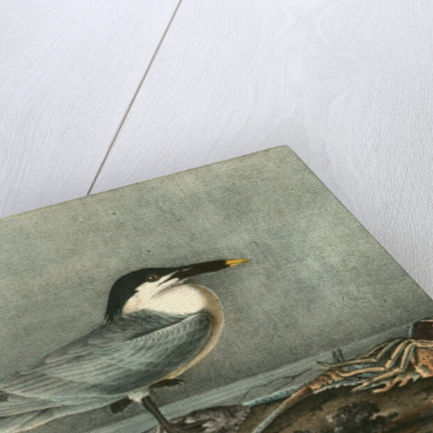 Sandwich Tern. Adult by John James Audubon