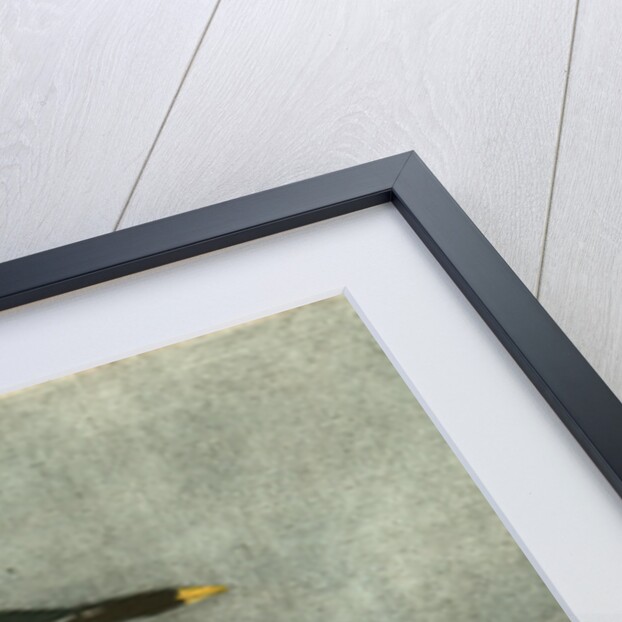 Sandwich Tern. Adult by John James Audubon