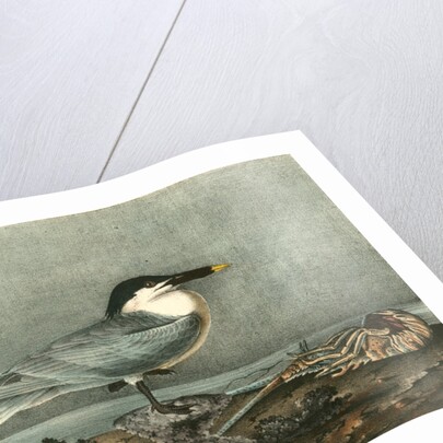 Sandwich Tern. Adult by John James Audubon