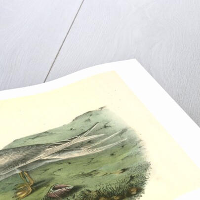 Trudeas's Tern. Adult by John James Audubon