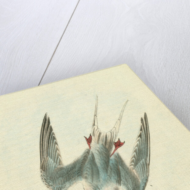 Roseate Tern. Male by John James Audubon