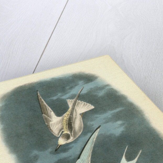Least Tern by John James Audubon